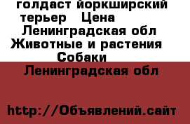 голдаст йоркширский терьер › Цена ­ 8 000 - Ленинградская обл. Животные и растения » Собаки   . Ленинградская обл.